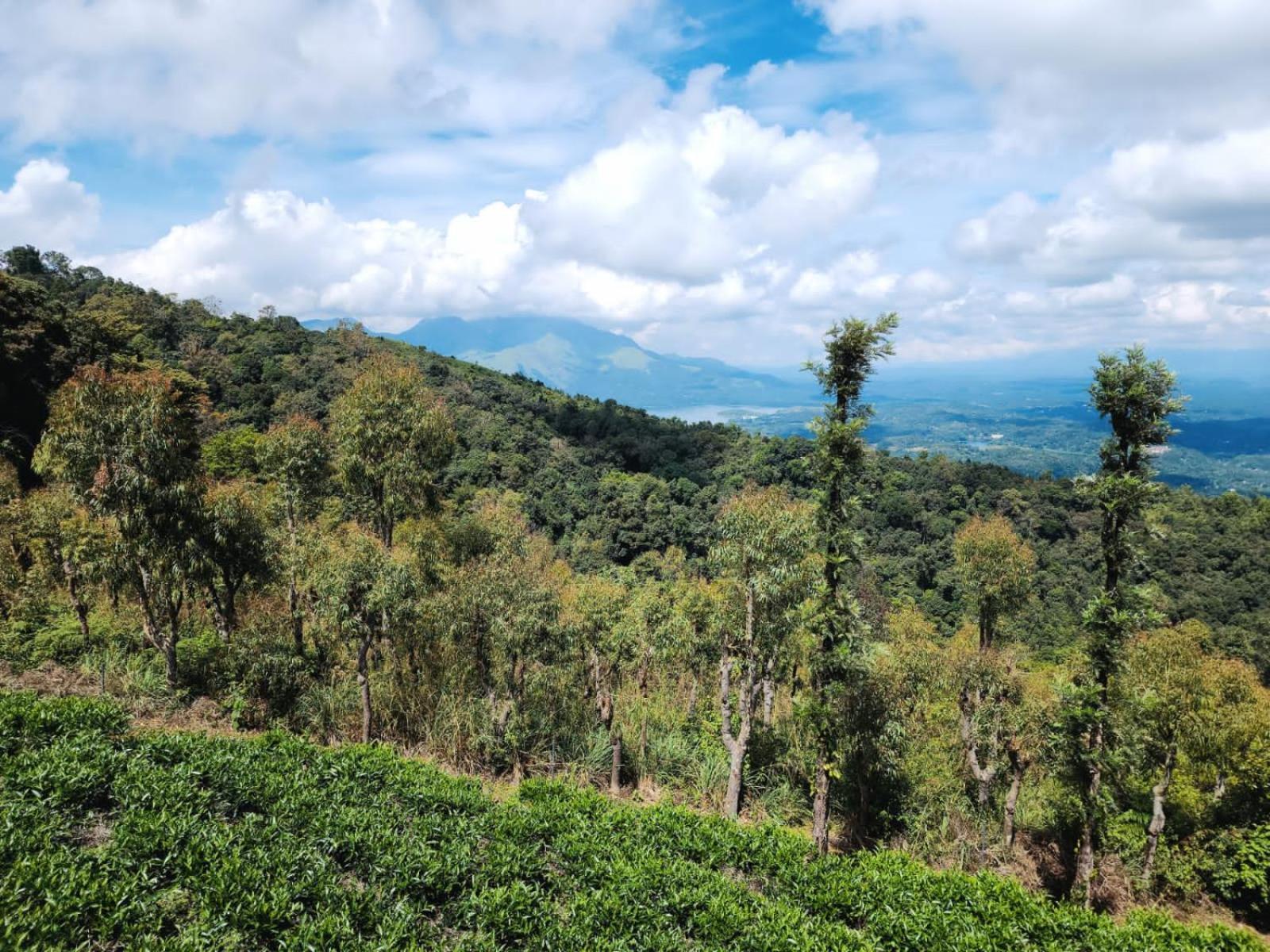 Vythiri Tea Valley I Best Hotel In Wayanad L Hotels In Vythiri Wayanad Exterior photo